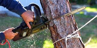 Best Commercial Tree Services  in Phillips, WI