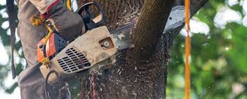 Best Tree Maintenance Programs  in Phillips, WI