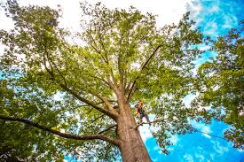 Best Stump Grinding and Removal  in Phillips, WI