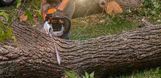 Best Arborist Consultation Services  in Phillips, WI