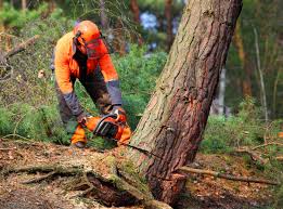 Best Utility Line Clearance  in Phillips, WI