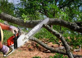 Best Lot and Land Clearing  in Phillips, WI