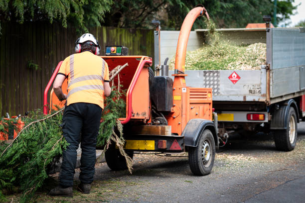 Best Tree Preservation Services  in Phillips, WI