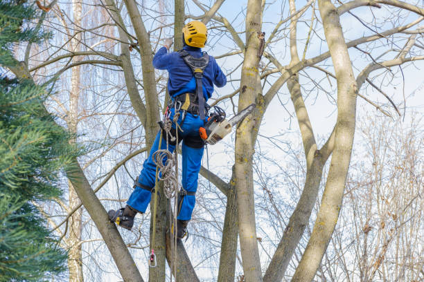 Reliable Phillips, WI Tree Services Solutions
