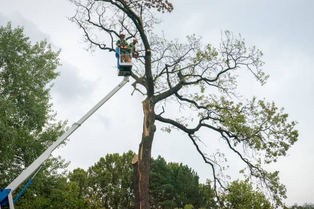 Best Tree Trimming and Pruning  in Phillips, WI