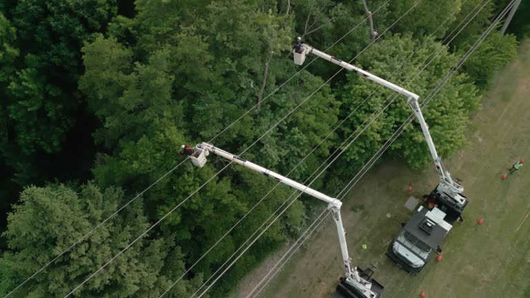 How Our Tree Care Process Works  in  Phillips, WI
